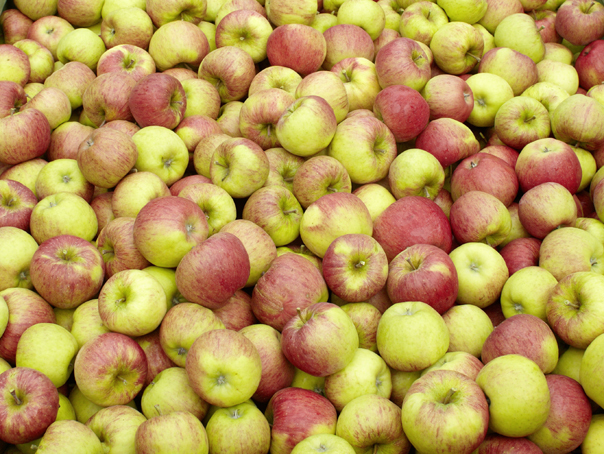 Imaginea articolului Direcţia Sanitar-Veterinară au descoperit peste 250 de kilograme de mere stricate la o şcoală din Suceava
