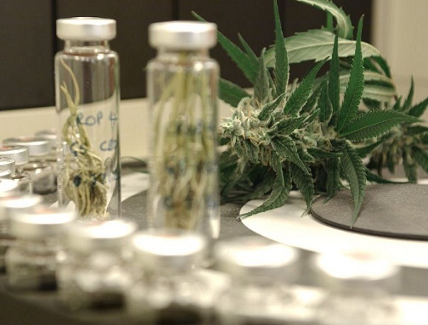 Imaginea articolului Ambasadorul Olandei, despre marijuana folosită în scop medical: Experienţele noastre au fost pozitive