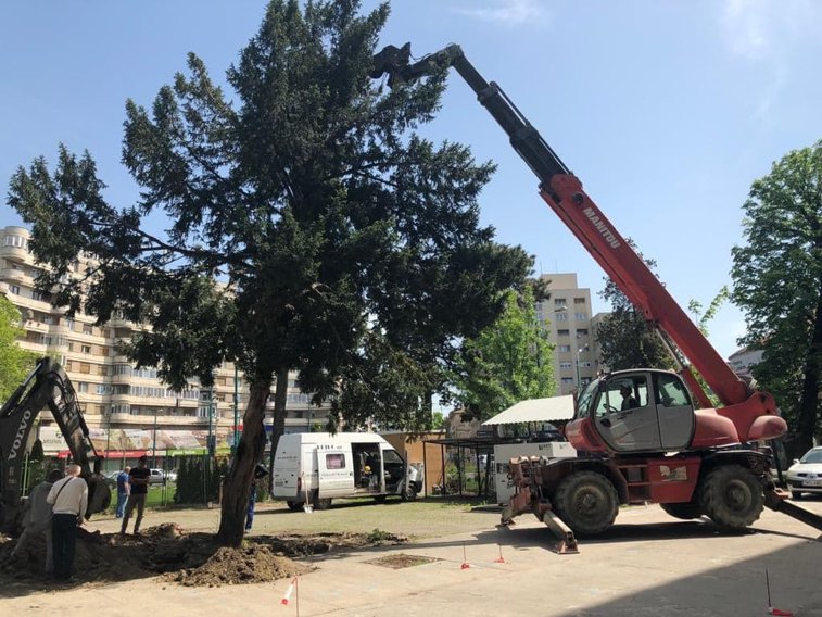 Imaginea articolului Un copac uriaş, de 6,6 tone, a fost salvat de la tăiere de angajaţii Spitalului Timişoara/ Operaţiunea anevoioasă de strămutare a arborelui | VIDEO