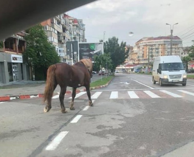 Imaginea articolului Un cal s-a plimbat prin centrul oraşului Botoşani zeci de minute