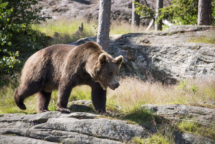 Imaginea articolului Situaţie alarmantă: Numărul urşilor din pădurile din Bistriţa-Năsăud este de patru ori mai mare decât efectivul optim