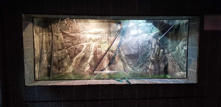 Imaginea articolului INCIDENT GRAV la Acvariul din Constanţa: O adolescentă a fost rănită după ce geamul unui bazin s-a spart | FOTO