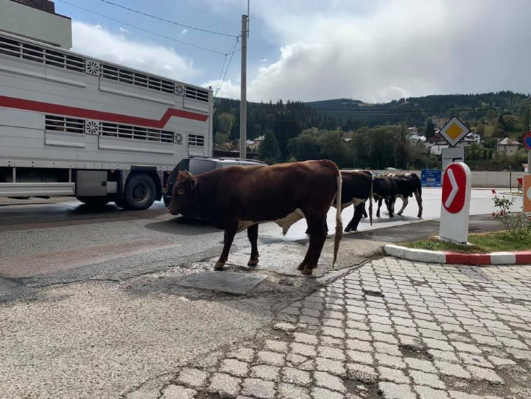 Imaginea articolului Un oraş din România este TERORIZAT de vaci. Proprietarii au primit 170 de amenzi/ FOTO, VIDEO