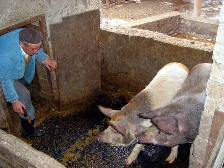 Imaginea articolului Un botoşănean şi-a înfipt cuţitul în abdomen, în timp ce încerca să taie un porc
