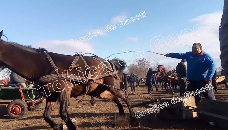 Imaginea articolului Cai loviţi cu bestialitate, de Bobotează, într-o comună din Dâmboviţa. IMAGINI cu puternic impact emoţional