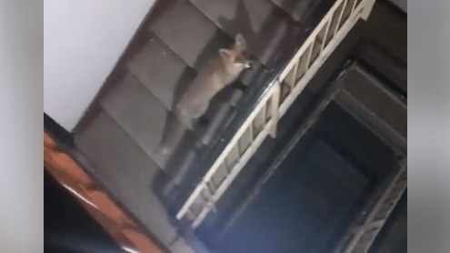 Imaginea articolului Vulpe filmată pe scările unui bloc dintr-o localitate din Buzău. Reacţia oamenilor: ”Şi-a cumpărat apartament?” | FOTO