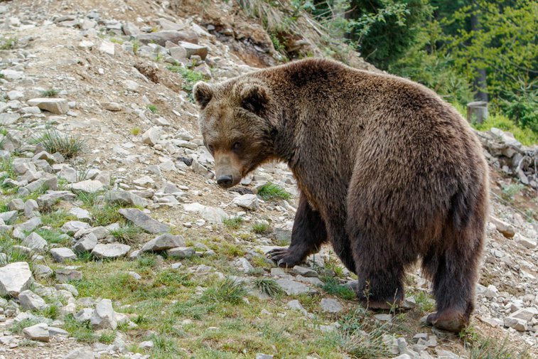 Imaginea articolului Sanctuarul pentru urşi de la Zărneşti e aproape plin. Măsurile propuse de Costel Alexe, în premieră naţională