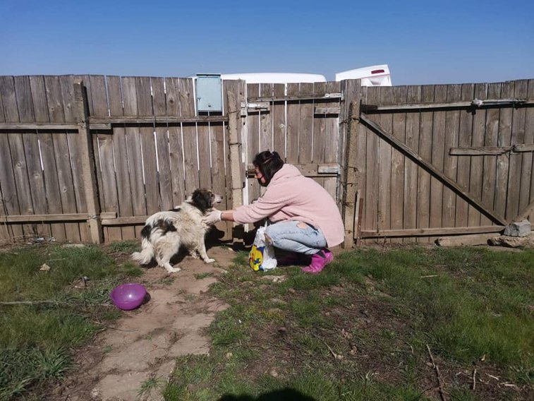 Imaginea articolului VIDEO: Un câine a supravieţuit o lună fără mâncare şi apă, după ce femeia care îl hrănea nu a mai ajuns la el din cauza restricţiilor