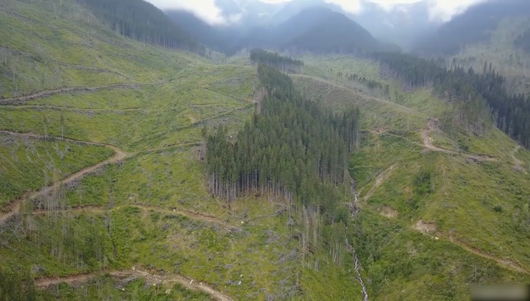 Imaginea articolului Tăierile ilegale din pădurile României: Plângere la Comisia Europeană împotriva Ministerului Mediului