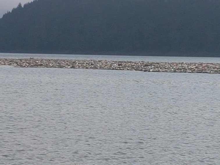 Imaginea articolului FOTO. Gunoaie pe Lacul Bicaz. PET-urile au făcut un adevărat baraj