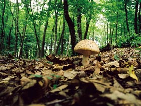 Imaginea articolului Trei culegători de ciuperci s-au rătăcit în pădure, deşi cunoşteau foarte bine zona. Au fost găsiţi de salvamontişti