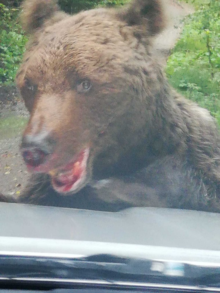 Imaginea articolului Alertă în Prahova: Un urs rănit şi agresiv, pe un traseu frecventat din Buşteni. Animalul a fost tranchilizat şi este evaluat de specialişti - VIDEO, FOTO