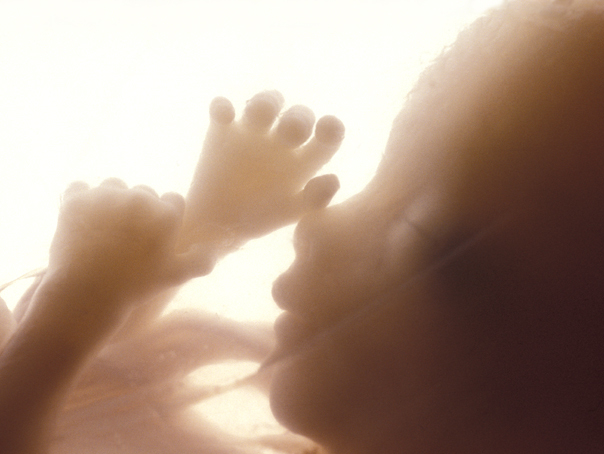 Imaginea articolului Un bebeluş s-a născut dintr-un embrion îngheţat de 28 de ani. Embrionul a fost îngheţat în octombrie 1992