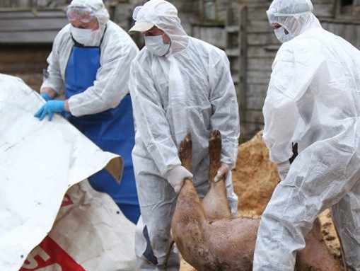 Imaginea articolului Autoritatea Naţională Sanitară Venerinară a sesizat la DNA declararea pestei porcine drept abuz