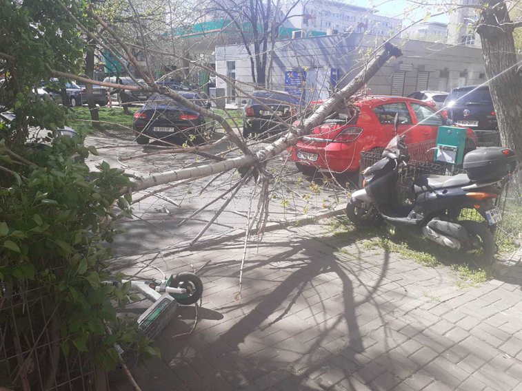 Imaginea articolului Vânt violent: Stâlpi şi copaci doborâţi, case şi maşini avariate în 13 judeţe din ţară / Maşină strivită în Sectorul 1 / Vremea, folosită politic de un candidat la Primăria Capitalei