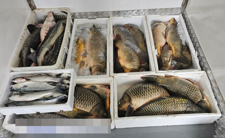 Imaginea articolului Poliţiştii au confiscat aproape 1,5 tone de peşte, între care sturion şi nisetru