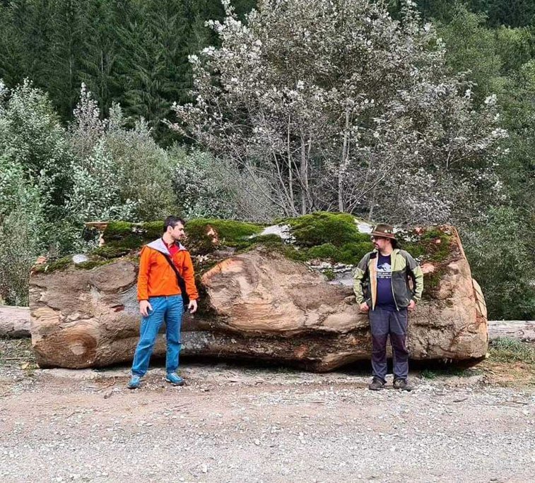 Imaginea articolului Platforma Civică Împreună pentru Centura Verde obţine susţinerea Ministerului Mediului pentru protejarea arborilor remarcabili ai României, prin noul cod silvic