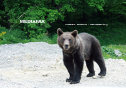 Imaginea articolului Urs la intrarea în Bistriţa, alungat de jandarmi. Animalul a fost alungat de jandarmi după două ore