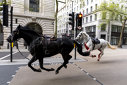 Imaginea articolului Doi cai au scăpat de sub control în centrul Londrei. Unul dintre ei a lovit un taxi