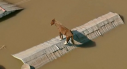 Imaginea articolului Cal blocat pe un acoperiş din cauza inundaţiilor din Rio Grande do Sul