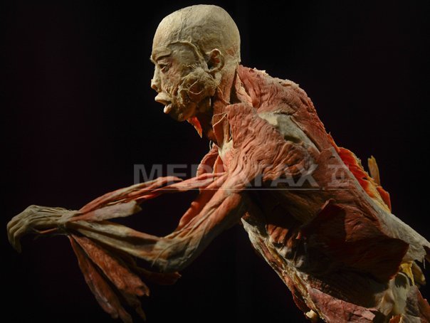 Imaginea articolului Expoziţia "The Human Body" se prelungeşte până pe 4 august