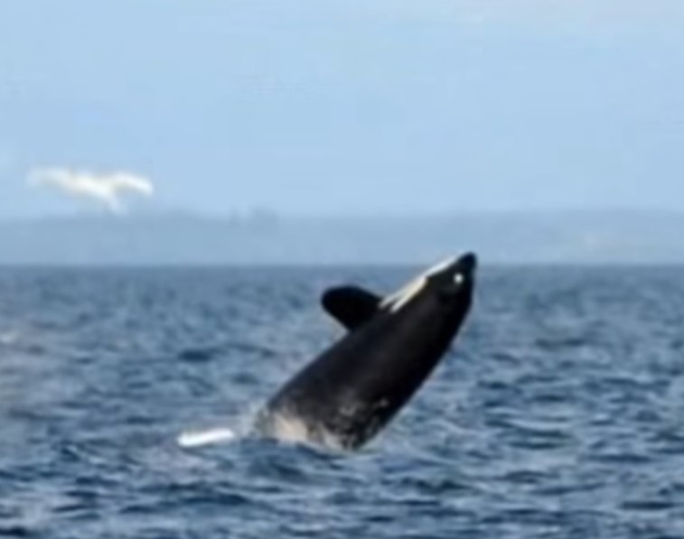 Imaginea articolului VIDEO COM: Decesul lui J2, cea mai bătrână balenă ucigaşă din lume. O lovitură dată orcilor 