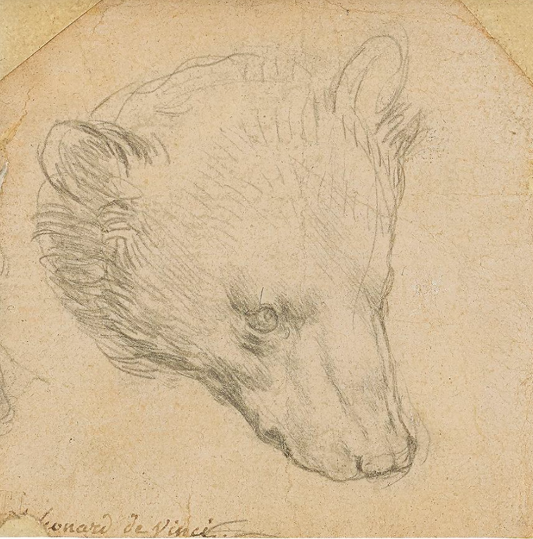 Imaginea articolului „Capul unui urs” de Leonardo Da Vinci, scos la licitaţie. Desenul ar putea fi vândut cu 16 milioane de dolari