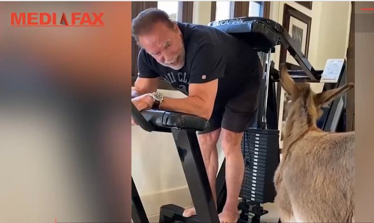 Imaginea articolului VIDEO | Arnold,fitness cu măgarul! Imaginile au devenit rapid virale: peste 4 milioane de vizualizări într-o singură zi