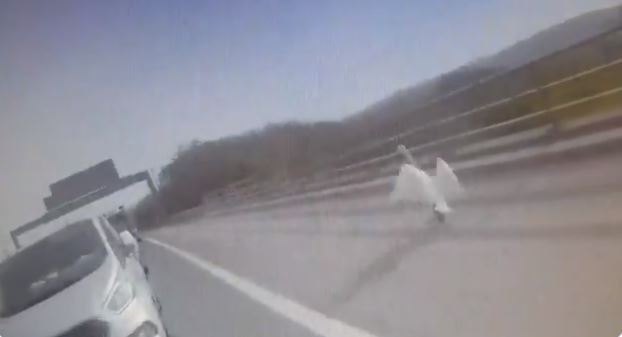 Imaginea articolului VIDEO. O lebădă a fost găsită vinovată pentru blocarea traficului pe o autostradă