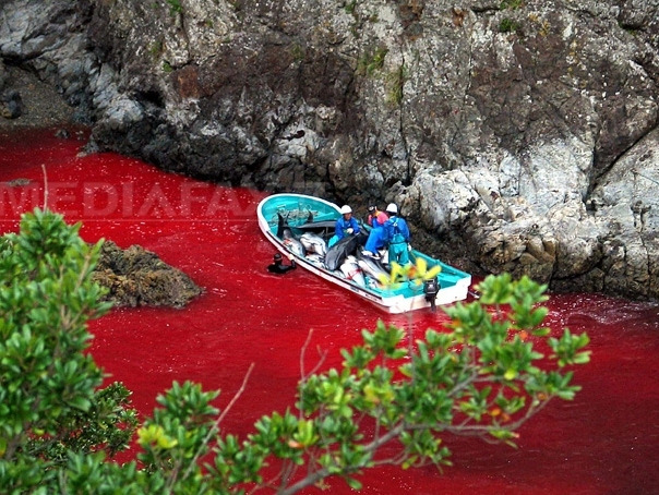 Imaginea articolului Tradiţie sau masacru? Sute de delfini au fost capturaţi în Japonia şi urmează să fie ucişi - VIDEO, FOTO
