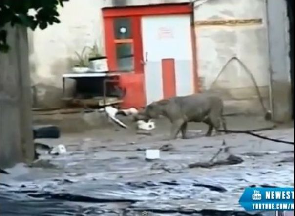 Imaginea articolului Mai multe animale au evadat de la grădina zoologică în urma inundaţiilor din capitala Georgiei - VIDEO