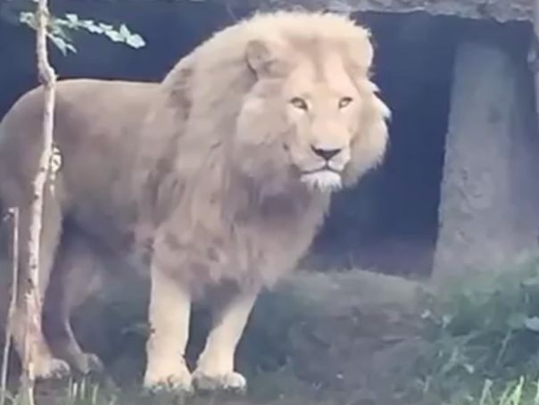 Imaginea articolului Leii şi tigrii dispăruţi de la grădina zoologică din Tbilisi au fost găsiţi morţi - VIDEO