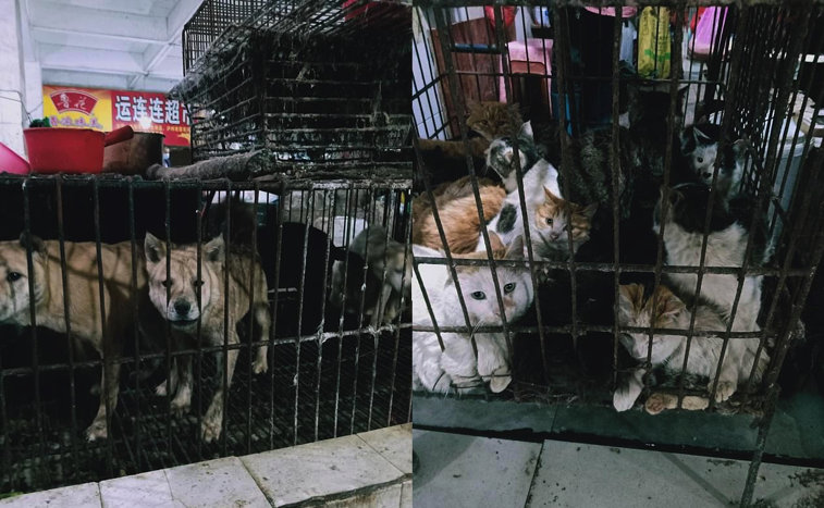 Imaginea articolului Liliecii, câinii şi pisicile se vând din nou în pieţele din China. Beijingul nu a înţeles nimic din Coronavirus