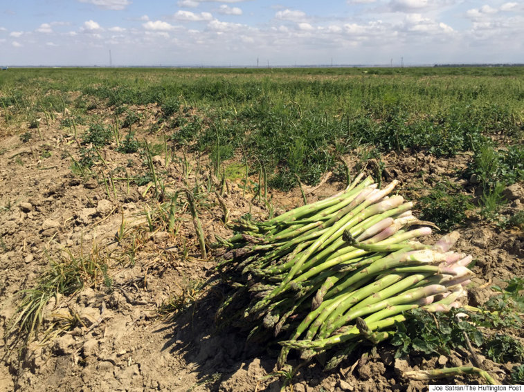 Imaginea articolului Recoltele putrezesc pe măsură ce fermierii italieni sunt loviţi de COVID-19, dar şi de secetă
