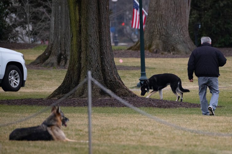 Imaginea articolului Joe Biden şi-a luat câinii la Casa Albă. Patrupedele au întrerupt o conferinţa de presă