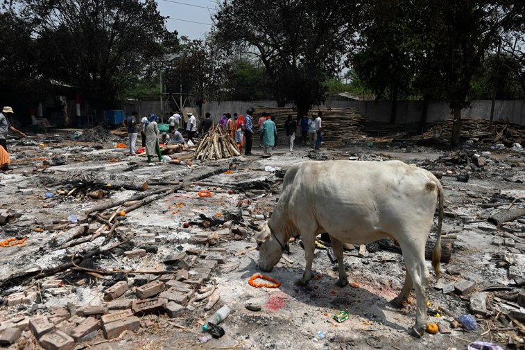 Imaginea articolului Medicii atrag atenţia indienilor: ”Excrementele de vacă nu sunt tratament împotriva COVID-19”