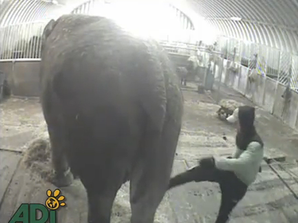 Imaginea articolului Anne, elefantul de circ abuzat de îngrijitorul român, va fi eliberat într-un parc safari