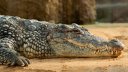 Imaginea articolului COMENTARIU Lelia Munteanu: Ridicola greşeală a crocodilului
