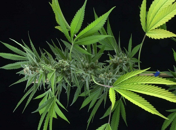 Imaginea articolului Paşi pentru legalizarea canabisului. Proiect de lege pentru folosirea plantei în scop medicinal
