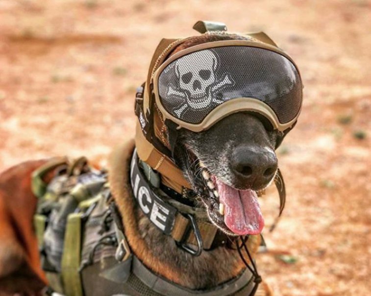 Imaginea articolului Dispozitivul dezvoltat de armata americană pentru a proteja unii dintre cei mai valoroşi soldaţi, câinii săi