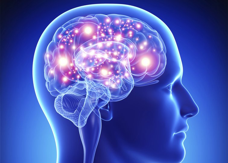 Imaginea articolului O nouă metodă de conectare a creierului la computer: prin vasele de sânge. Primele teste s-au încheiat cu succes