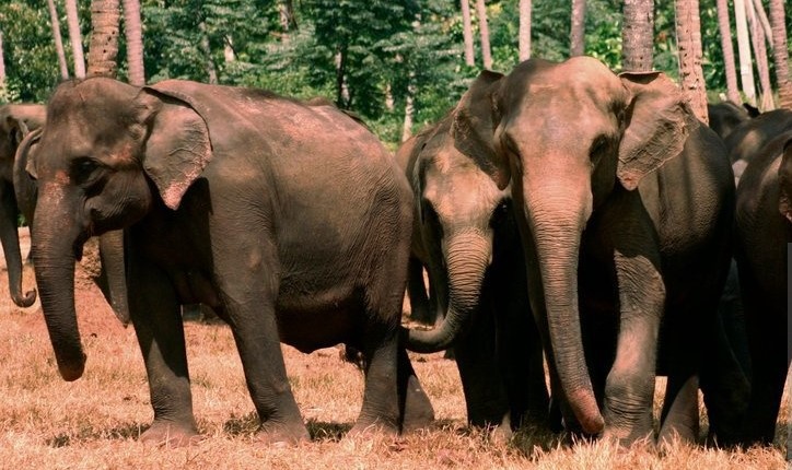 Imaginea articolului Elefanţi testaţi pentru Covid în India, după ce o leoaică a murit din cauza coronavirusului