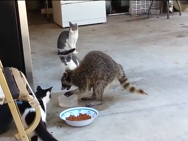 Imaginea articolului Cum se încheie un jaf perfect: Un raton fură mâncarea unor pisici şi părăseşte scena într-un mod neaşteptat - VIDEO