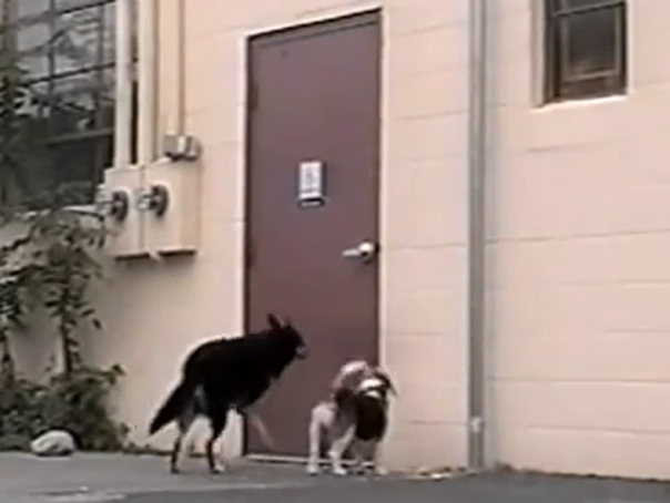 Imaginea articolului GESTUL IMPRESIONANT de solidaritate din partea unui câine cu trei picioare - VIDEO