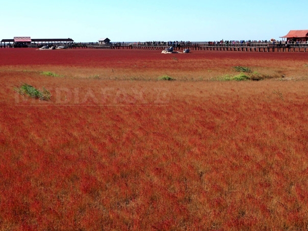 Imaginea articolului Plaja roşie: Imagini spectaculoase din nord-estul Chinei - FOTO