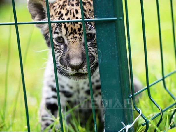 Imaginea articolului Pui de jaguar născut în captivitate la Grădina Zoologică din Sibiu. Cel mai bun prieten al lui este un maidanez - GALERIE FOTO