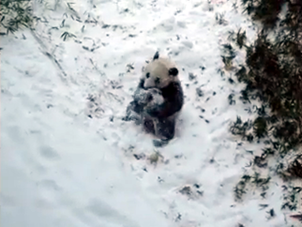 Imaginea articolului Imagini amuzante: Cum reacţionează un pui de urs panda când vede prima dată zăpadă - VIDEO