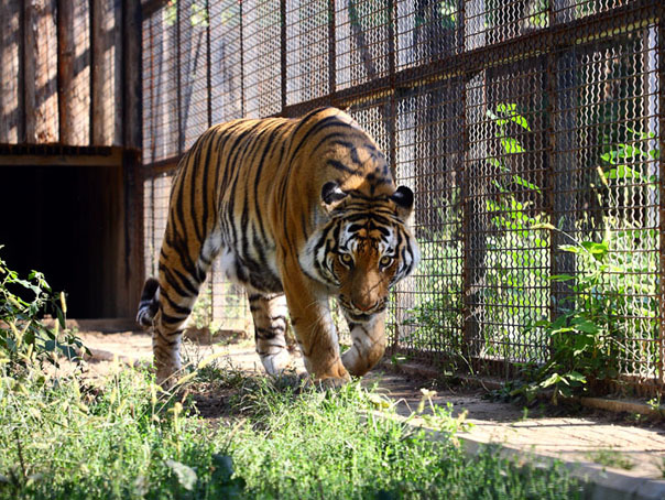 Imaginea articolului Grădina Zoologică din Bucureşti, vizitată gratuit de Ziua Copilului