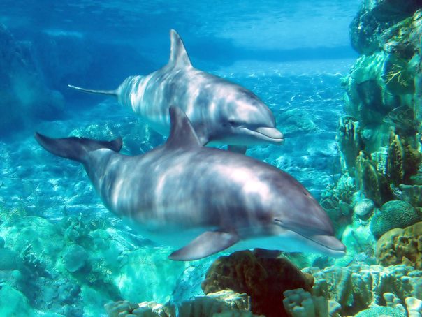 Imaginea articolului A fost înregistrată prima conversaţie dintre doi delfini