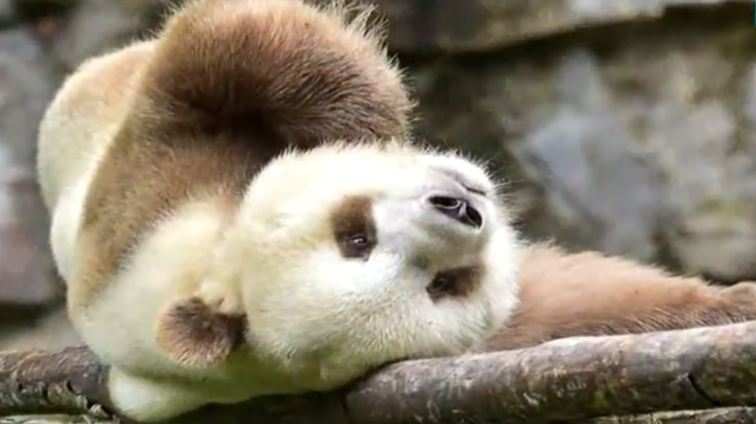Imaginea articolului Singurul urs panda de culoare maro din lume, descoperit într-o rezervaţie naturală din China - VIDEO